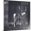 Wallich's Deer-Frederick William Bond-Mounted Photographic Print