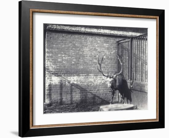 Wallich's Deer-Frederick William Bond-Framed Photographic Print