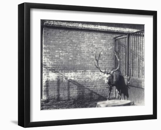 Wallich's Deer-Frederick William Bond-Framed Photographic Print