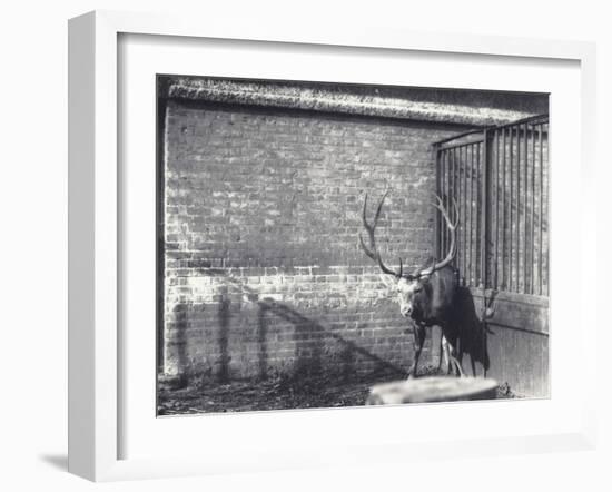 Wallich's Deer-Frederick William Bond-Framed Photographic Print