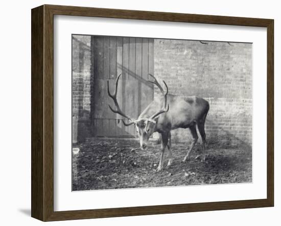 Wallich's Deer-Frederick William Bond-Framed Photographic Print