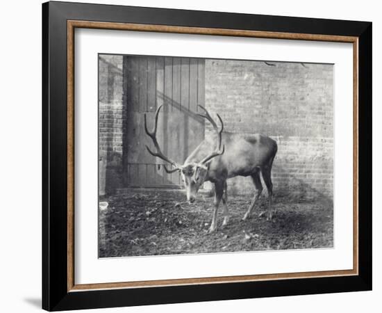 Wallich's Deer-Frederick William Bond-Framed Photographic Print