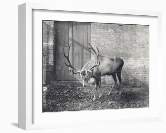 Wallich's Deer-Frederick William Bond-Framed Photographic Print