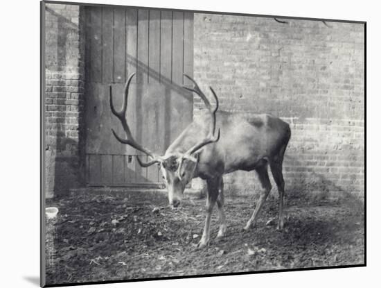 Wallich's Deer-Frederick William Bond-Mounted Photographic Print