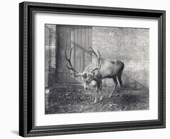 Wallich's Deer-Frederick William Bond-Framed Photographic Print