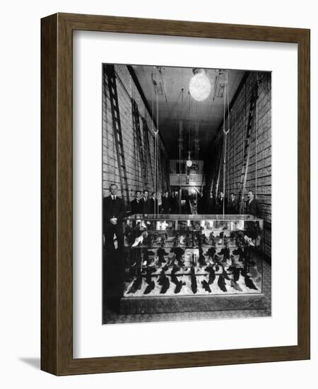 Wallin & Nordstrom Shoe Store - Seattle, Washington-Lantern Press-Framed Art Print