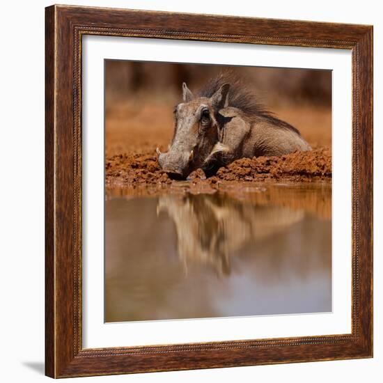 Wallow, 2019,-Eric Meyer-Framed Photographic Print