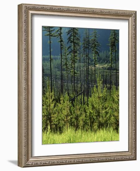 Wallowa National Forest, Hells Canyon National Recreation Area, Oregon, USA-Scott T. Smith-Framed Photographic Print