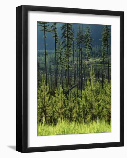 Wallowa National Forest, Hells Canyon National Recreation Area, Oregon, USA-Scott T. Smith-Framed Photographic Print