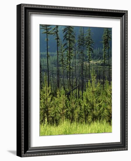 Wallowa National Forest, Hells Canyon National Recreation Area, Oregon, USA-Scott T. Smith-Framed Photographic Print