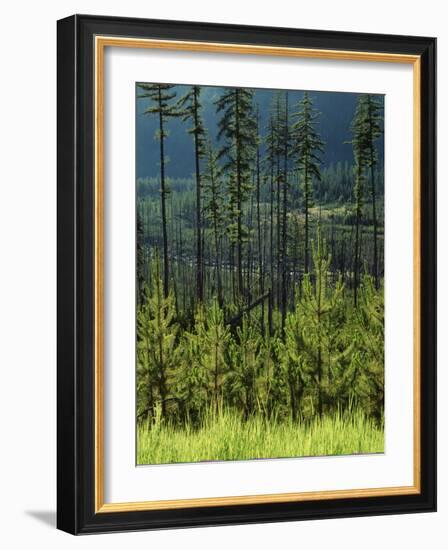 Wallowa National Forest, Hells Canyon National Recreation Area, Oregon, USA-Scott T. Smith-Framed Photographic Print