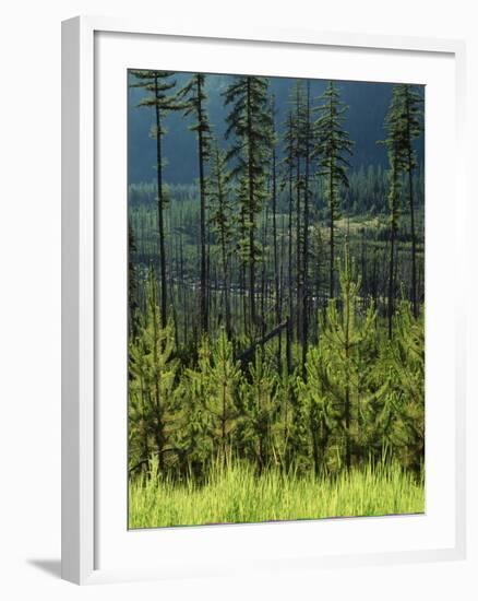 Wallowa National Forest, Hells Canyon National Recreation Area, Oregon, USA-Scott T. Smith-Framed Photographic Print