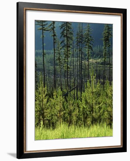 Wallowa National Forest, Hells Canyon National Recreation Area, Oregon, USA-Scott T. Smith-Framed Photographic Print