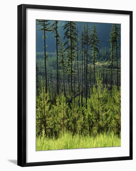 Wallowa National Forest, Hells Canyon National Recreation Area, Oregon, USA-Scott T. Smith-Framed Photographic Print