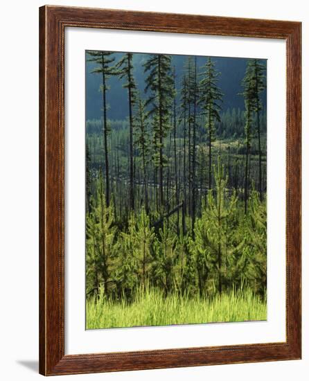 Wallowa National Forest, Hells Canyon National Recreation Area, Oregon, USA-Scott T. Smith-Framed Photographic Print