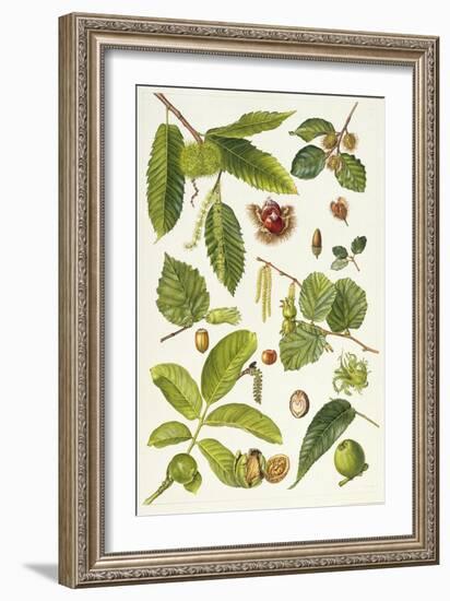 Walnut and Other Nut-Bearing Trees-Elizabeth Rice-Framed Giclee Print