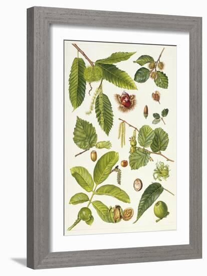 Walnut and Other Nut-Bearing Trees-Elizabeth Rice-Framed Giclee Print