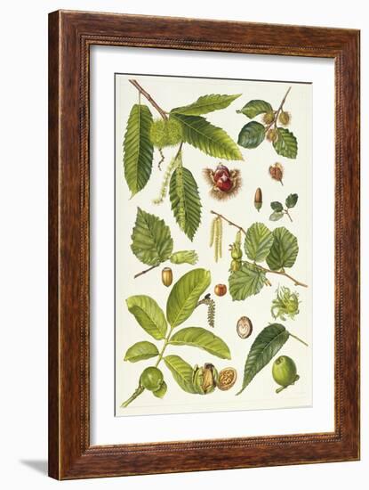 Walnut and Other Nut-Bearing Trees-Elizabeth Rice-Framed Giclee Print