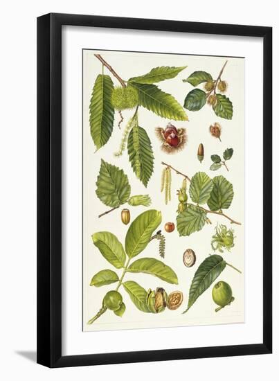 Walnut and Other Nut-Bearing Trees-Elizabeth Rice-Framed Giclee Print