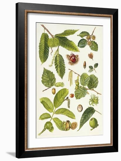 Walnut and Other Nut-Bearing Trees-Elizabeth Rice-Framed Giclee Print