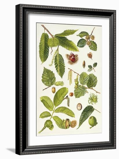 Walnut and Other Nut-Bearing Trees-Elizabeth Rice-Framed Giclee Print