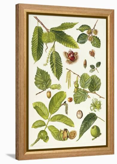 Walnut and Other Nut-Bearing Trees-Elizabeth Rice-Framed Premier Image Canvas