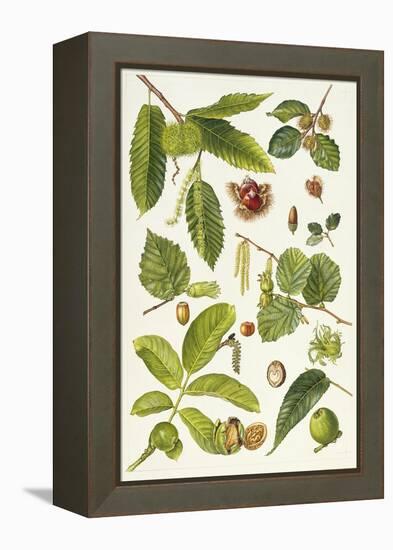 Walnut and Other Nut-Bearing Trees-Elizabeth Rice-Framed Premier Image Canvas