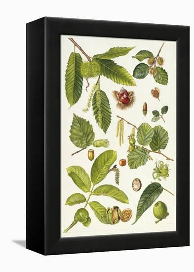 Walnut and Other Nut-Bearing Trees-Elizabeth Rice-Framed Premier Image Canvas