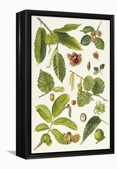 Walnut and Other Nut-Bearing Trees-Elizabeth Rice-Framed Premier Image Canvas