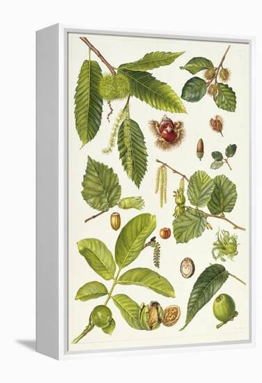 Walnut and Other Nut-Bearing Trees-Elizabeth Rice-Framed Premier Image Canvas