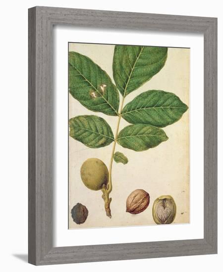 Walnut, c.1568-Jacques Le Moyne-Framed Giclee Print