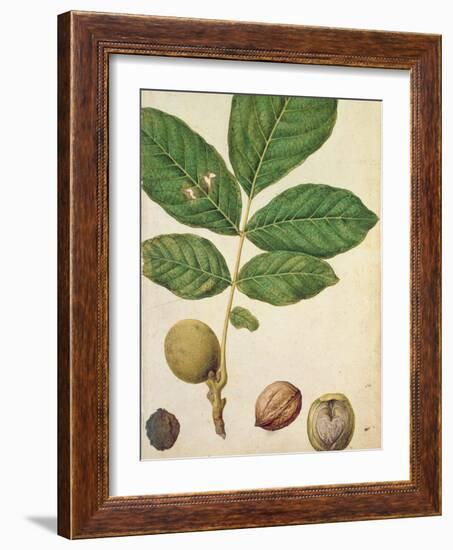 Walnut, c.1568-Jacques Le Moyne-Framed Giclee Print