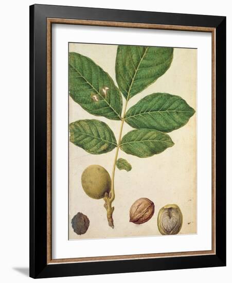 Walnut, c.1568-Jacques Le Moyne-Framed Giclee Print