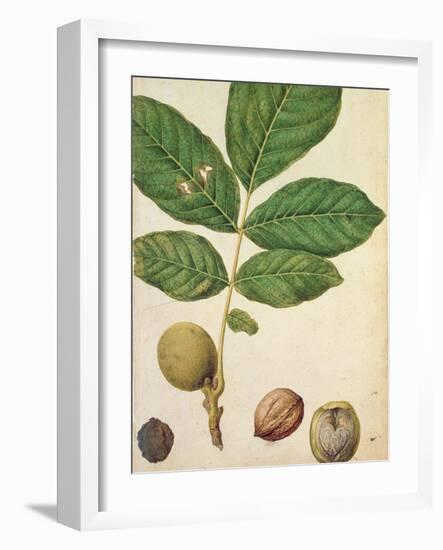 Walnut, c.1568-Jacques Le Moyne-Framed Giclee Print