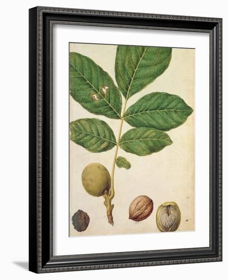 Walnut, c.1568-Jacques Le Moyne-Framed Giclee Print