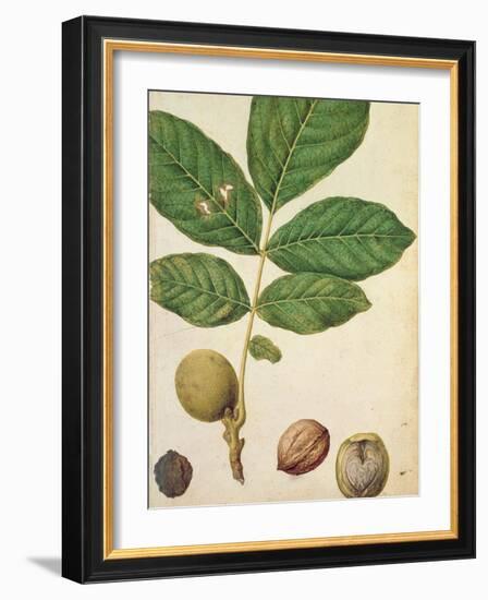 Walnut, c.1568-Jacques Le Moyne-Framed Giclee Print