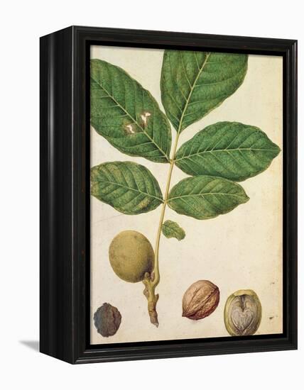 Walnut, c.1568-Jacques Le Moyne-Framed Premier Image Canvas