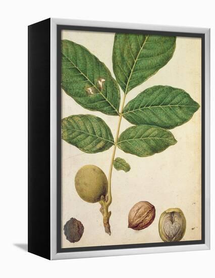 Walnut, c.1568-Jacques Le Moyne-Framed Premier Image Canvas