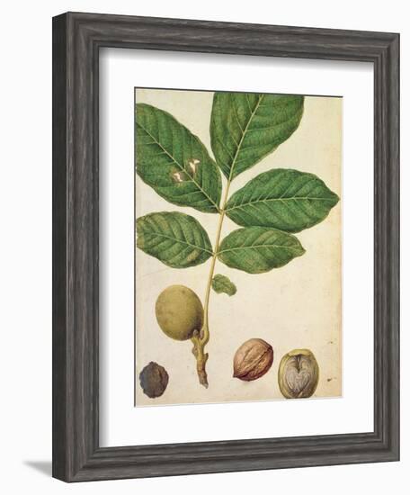 Walnut, c.1568-Jacques Le Moyne-Framed Giclee Print