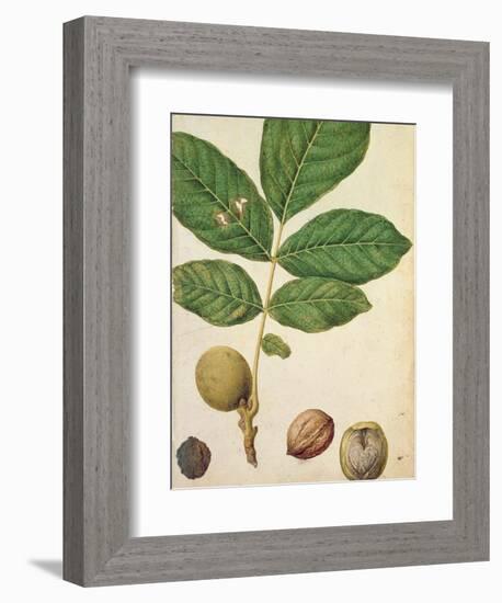 Walnut, c.1568-Jacques Le Moyne-Framed Giclee Print