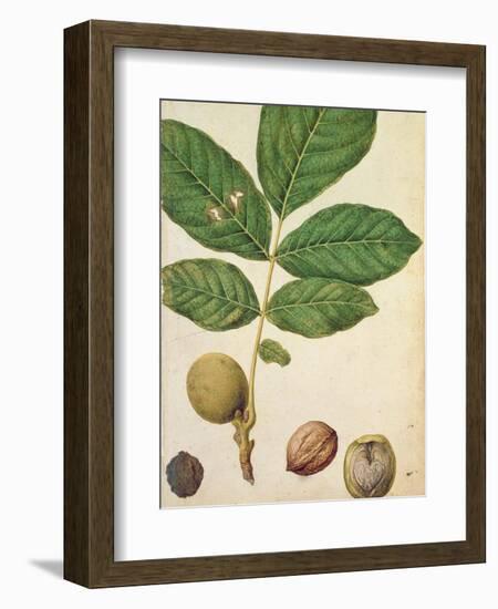 Walnut, c.1568-Jacques Le Moyne-Framed Giclee Print