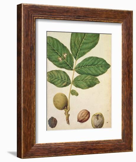 Walnut, c.1568-Jacques Le Moyne-Framed Giclee Print