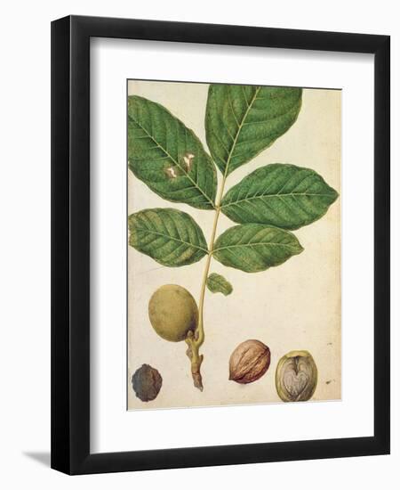 Walnut, c.1568-Jacques Le Moyne-Framed Giclee Print