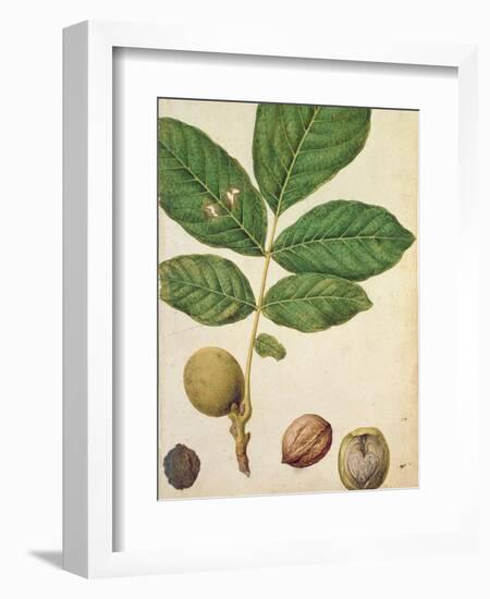 Walnut, c.1568-Jacques Le Moyne-Framed Giclee Print