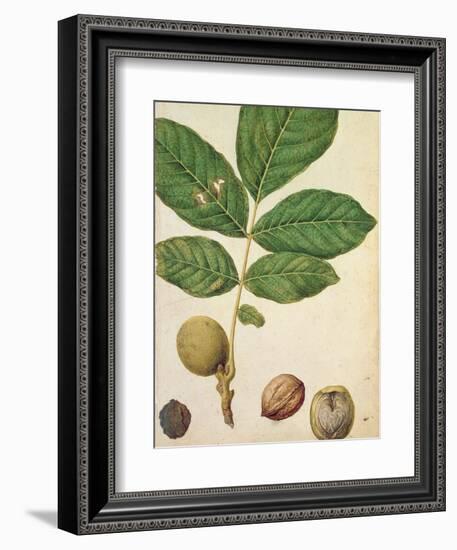 Walnut, c.1568-Jacques Le Moyne-Framed Giclee Print