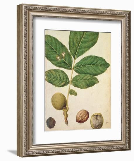 Walnut, c.1568-Jacques Le Moyne-Framed Premium Giclee Print