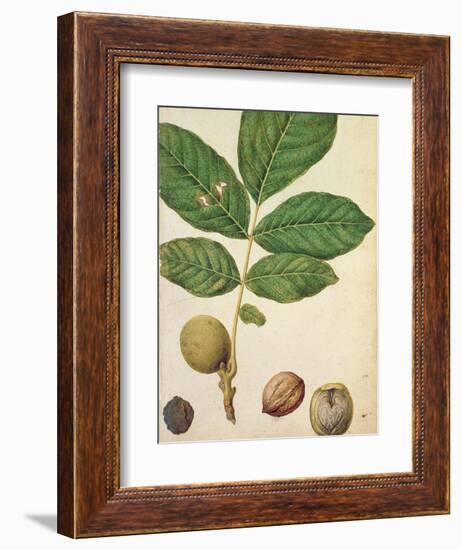 Walnut, c.1568-Jacques Le Moyne-Framed Premium Giclee Print