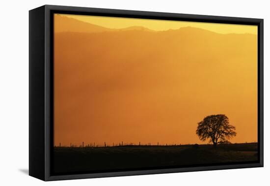 Walnut Creek, Mount Diablo State Park, Lone Oak Tree at Sunset, California, USA-Inger Hogstrom-Framed Premier Image Canvas