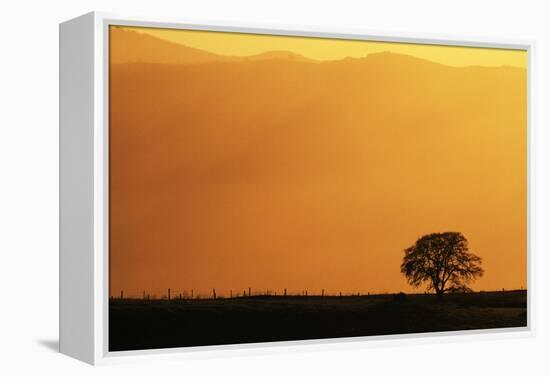 Walnut Creek, Mount Diablo State Park, Lone Oak Tree at Sunset, California, USA-Inger Hogstrom-Framed Premier Image Canvas