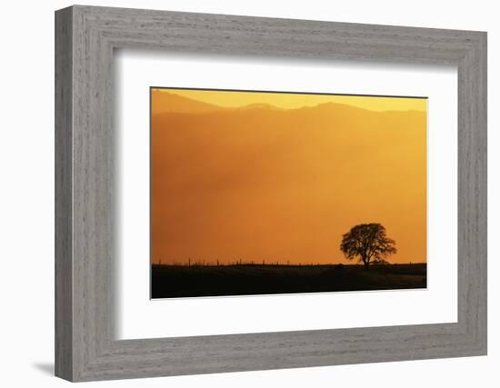 Walnut Creek, Mount Diablo State Park, Lone Oak Tree at Sunset, California, USA-Inger Hogstrom-Framed Photographic Print